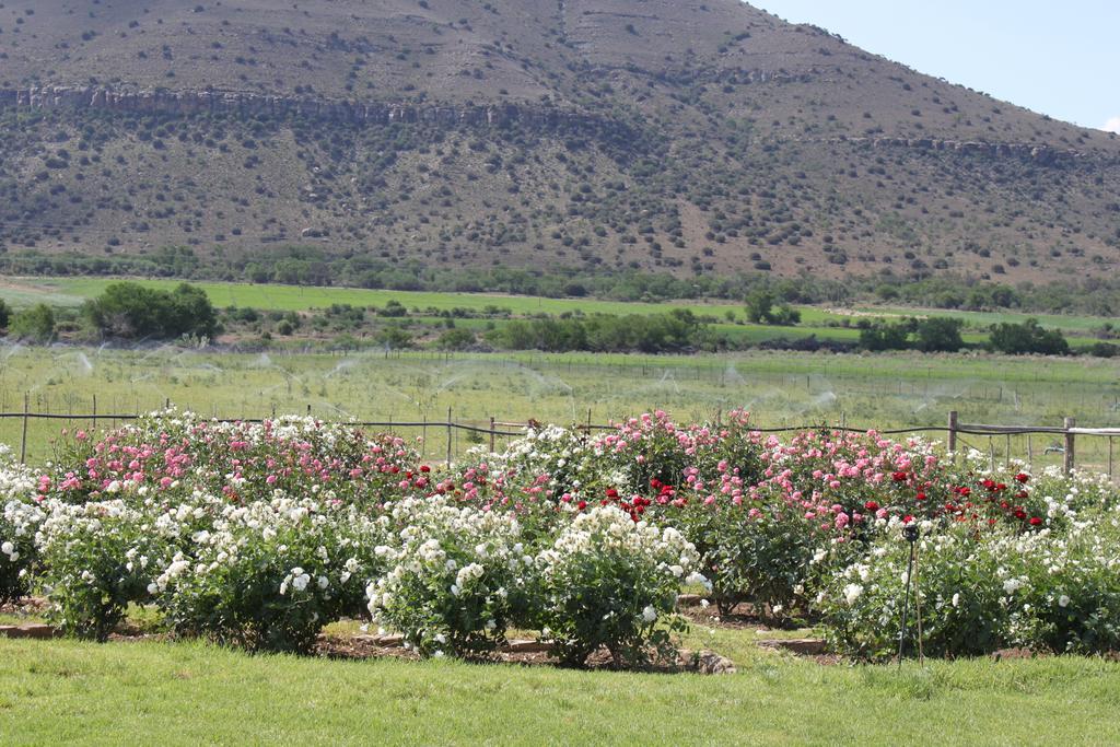 Mountain View Country Guest House Cradock Eksteriør bilde