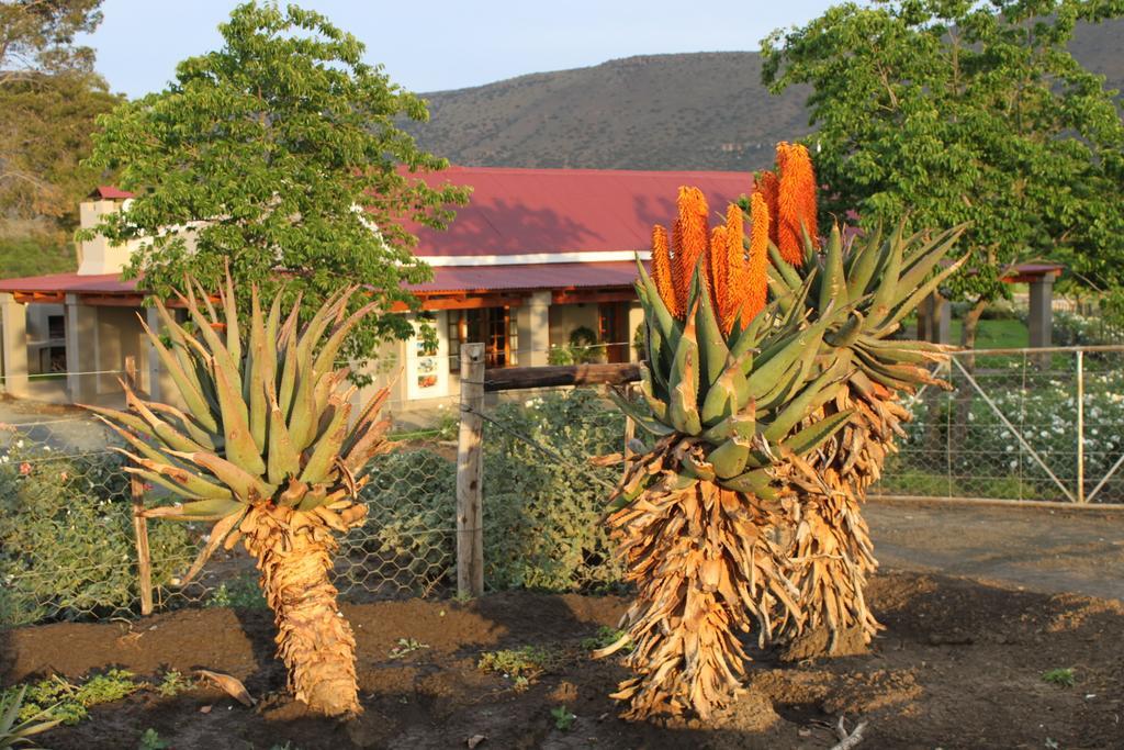 Mountain View Country Guest House Cradock Eksteriør bilde