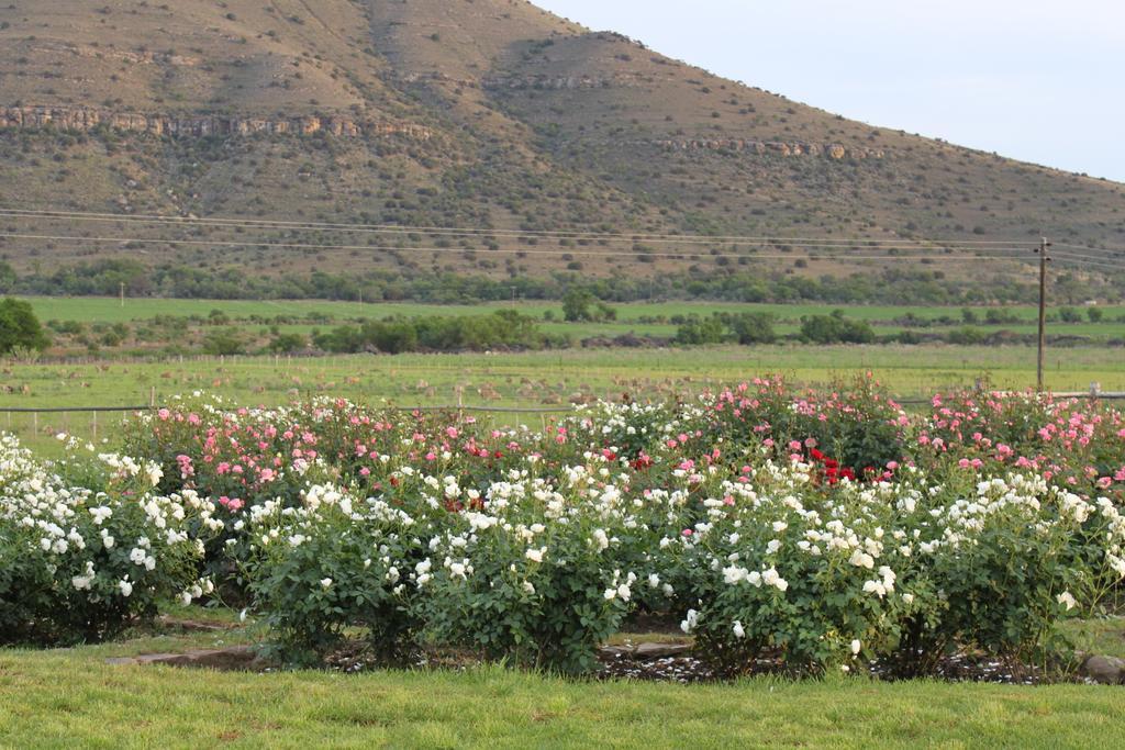 Mountain View Country Guest House Cradock Eksteriør bilde